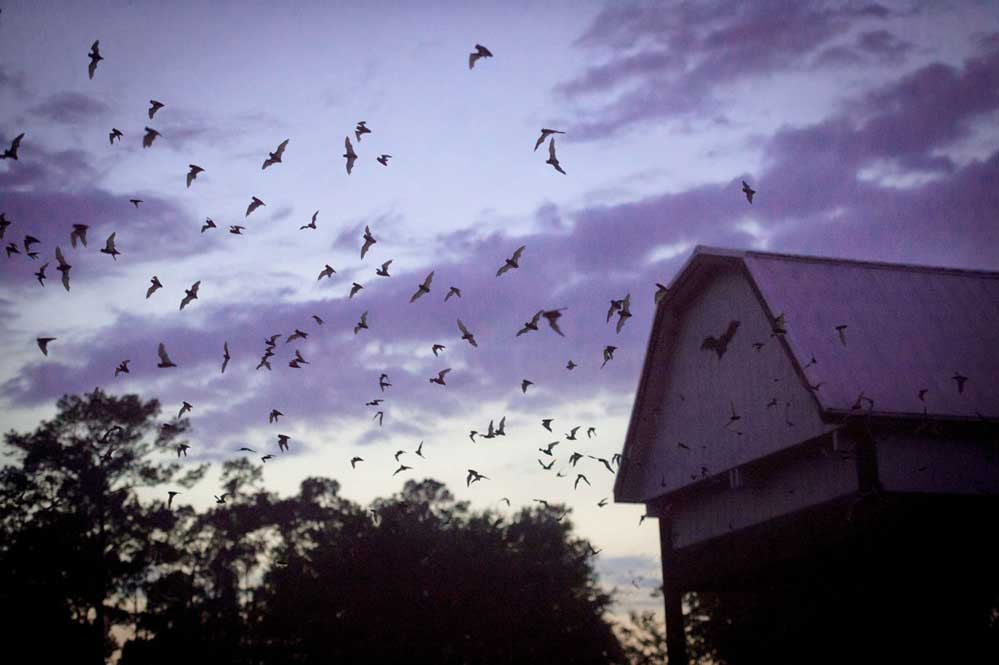 bat house at night with bats leaving in the sky