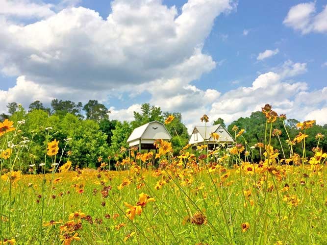 The UF Bat House and Bat Barn shown with black-eyed susan flowers in the foreground