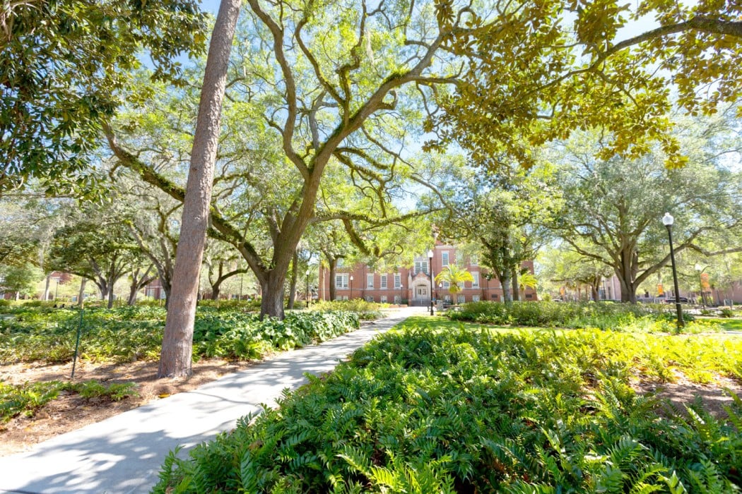 Long view of Peabody Hall from a tree-lined walkway in the Plaza of the Americas